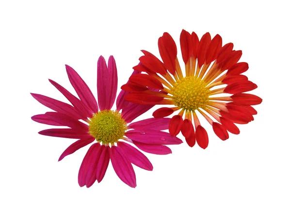 花、赤いデイジー — ストック写真