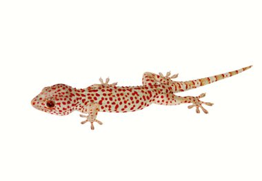 Bebek beyaz kertenkele