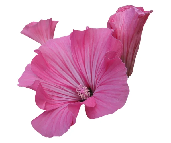 Flower — Stock Photo, Image