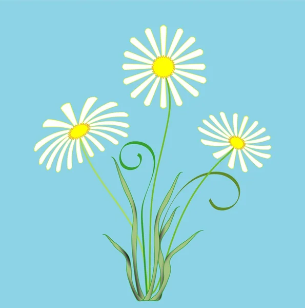 Daisies — Stock Vector