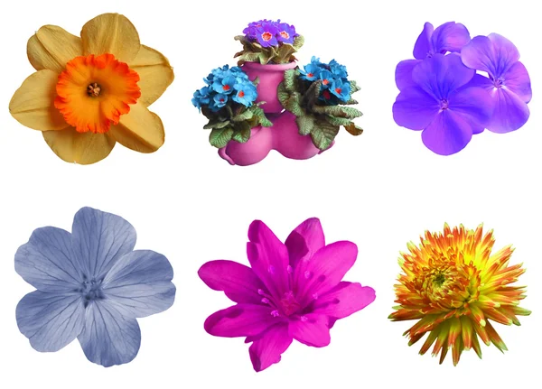 Набор символов цветов — стоковое фото