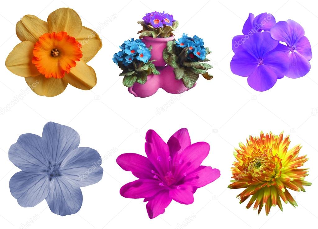 Set symbols flowers