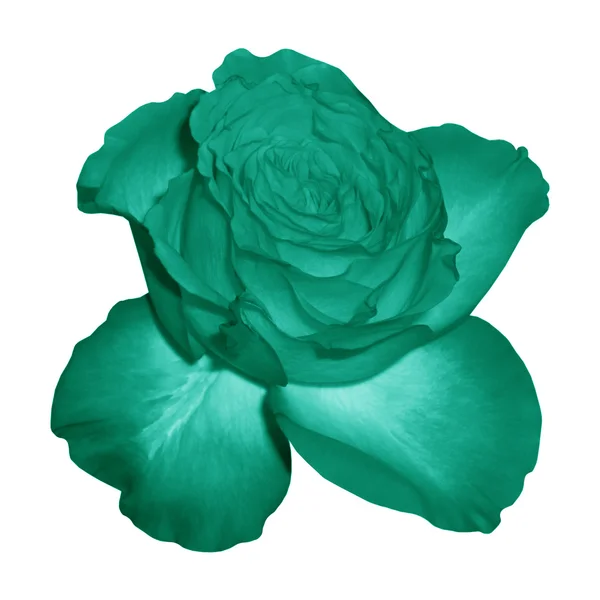 Heyday rose turquoise — Stock Photo, Image