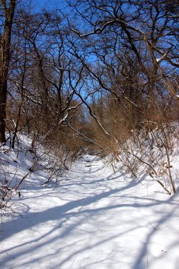 Yapraksız ağaçlar arasında karlı yol