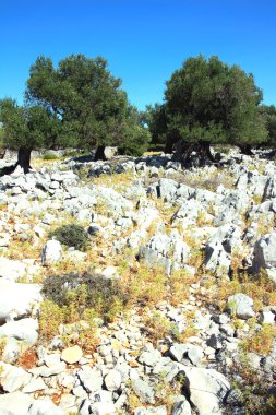 Lun eski zeytin ağacı bahçede
