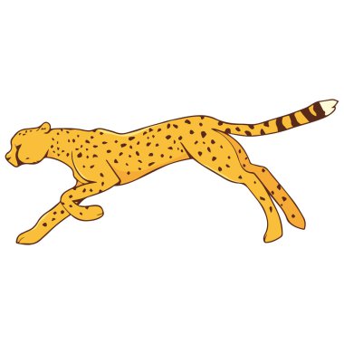 Cheetah hareket gösteren resim