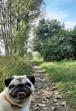 Doğa yolunda pug köpek.