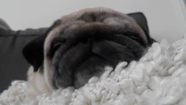 Detailní Tvář Roztomilé Pug Dog Spací — Stock video