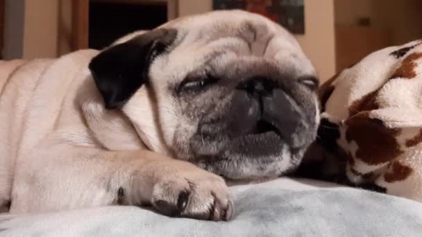 かわいい犬の寝顔を閉じます — ストック動画