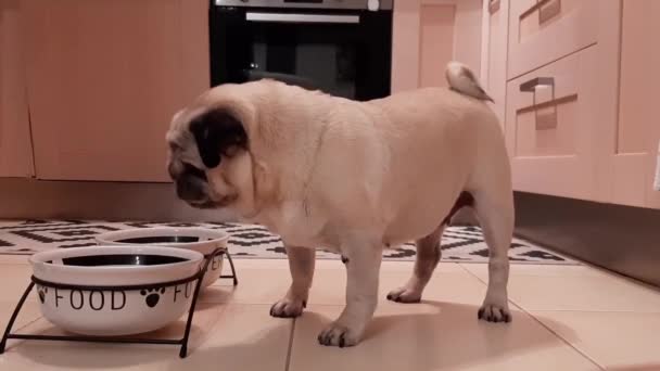 Pug Dog Después Comer Comida Del Bowl — Vídeo de stock