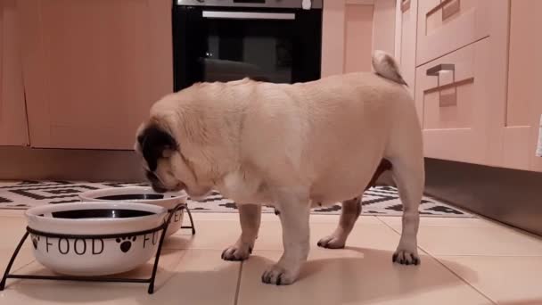 Anjing Pug Setelah Makan Makanan Dari Mangkuk — Stok Video