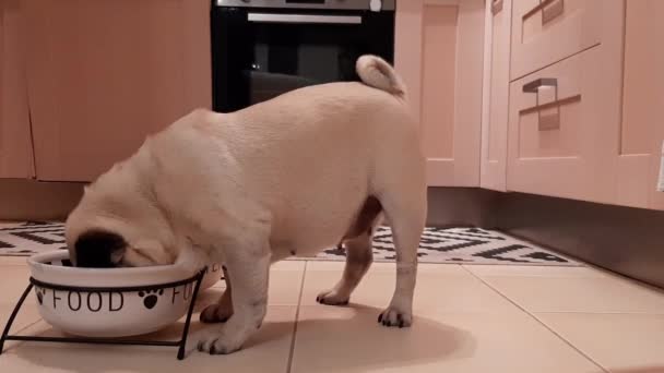 Anjing Pug Makan Makanan Dari Mangkuk — Stok Video