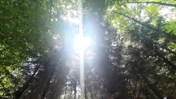 Krásné sluneční paprsky lesem — Stock video