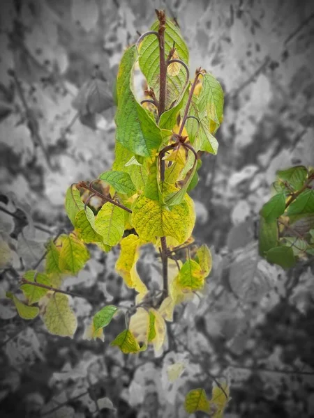 Green and yellow autumn leaves on a black and white background.