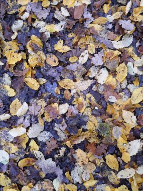 düşen sonbahar yaprakları arka plan.