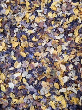 düşen sonbahar yaprakları arka plan.