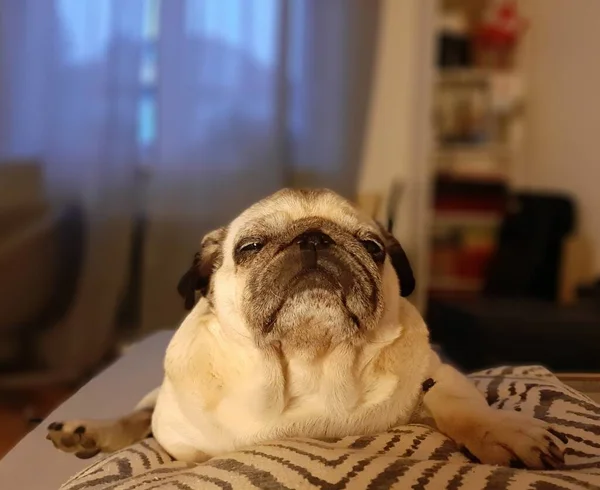 Pug Cão Descansando Cama — Fotografia de Stock