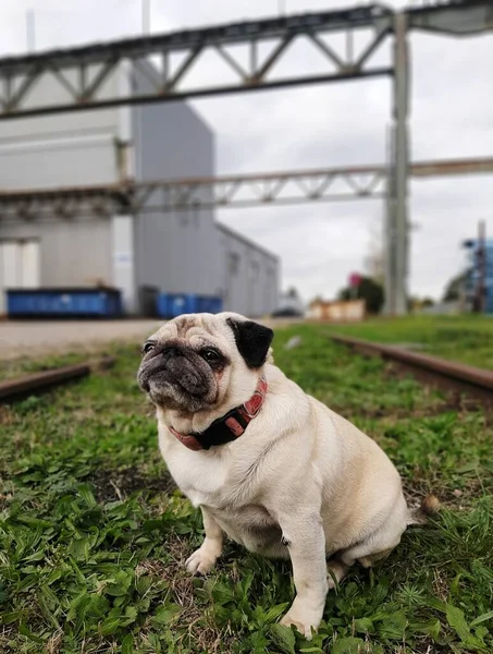 Пуговий Собака Тлі Промислового Заводу — стокове фото