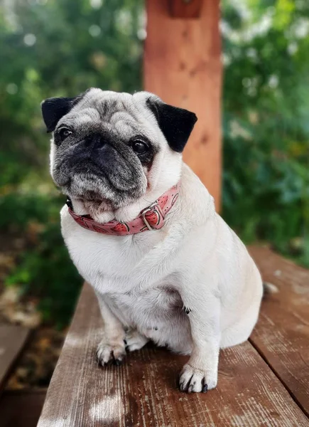 Pug Dog Sentado Una Mesa Aire Libre Madera —  Fotos de Stock