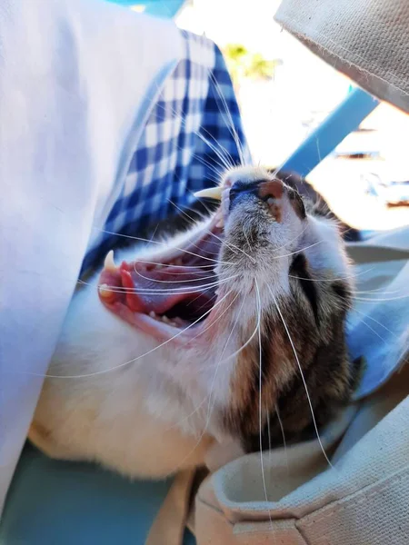 Greek Cat Yawning Table Crete Greece — Zdjęcie stockowe