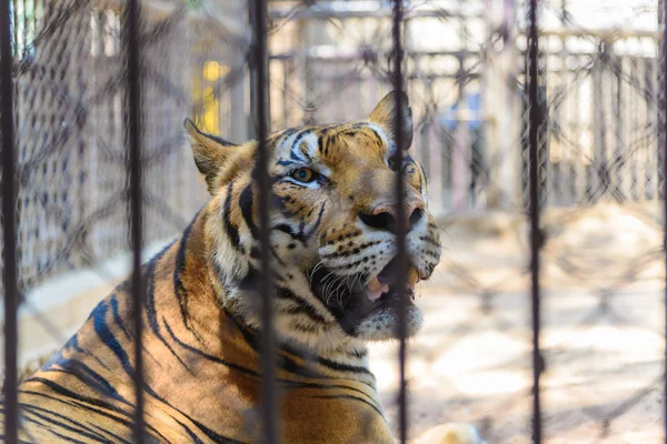 Tygr v kleci v zoo — Stock fotografie