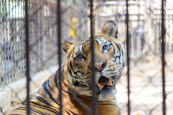 동물원의 새 장에 호랑이 — 스톡 사진