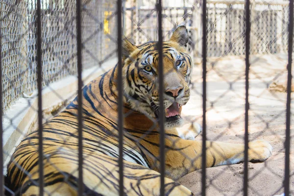 동물원의 새 장에 호랑이 — 스톡 사진