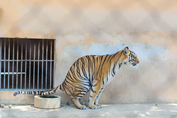 Tijger poepen in de kooi van de dierentuin — Stockfoto