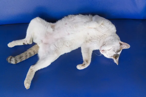 Lazy cat sleeping, lying on sofa. — Stock Photo, Image