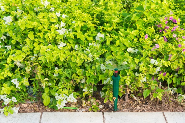 Springer d'eau dans le jardin avec des plantes — Photo