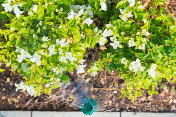 Springer de agua en el jardín con la planta — Foto de Stock