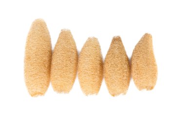 Lif kabağı, beyaz arka plan üzerinde beyaz b izole üzerinde lif kabağı sünger Kuru