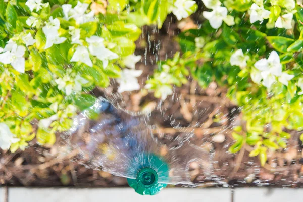 Springer de agua en el jardín con la planta — Foto de Stock