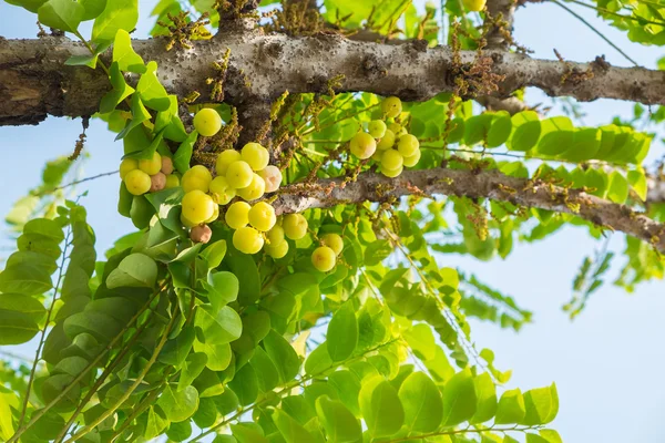 Hvězda Gosseberry Phyllanthus acidus strom — Stock fotografie