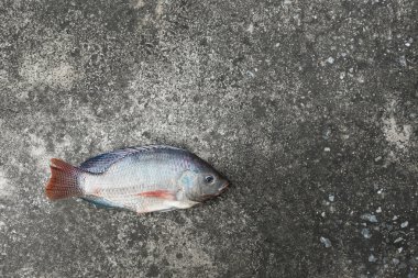 Tilapia ve Nil tilapia beton zemin, ham taze tatlı su