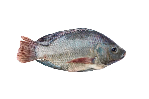 Tilapia and Nile tilapia, fresh freshwater fish, isolated on whi — Stock Photo, Image