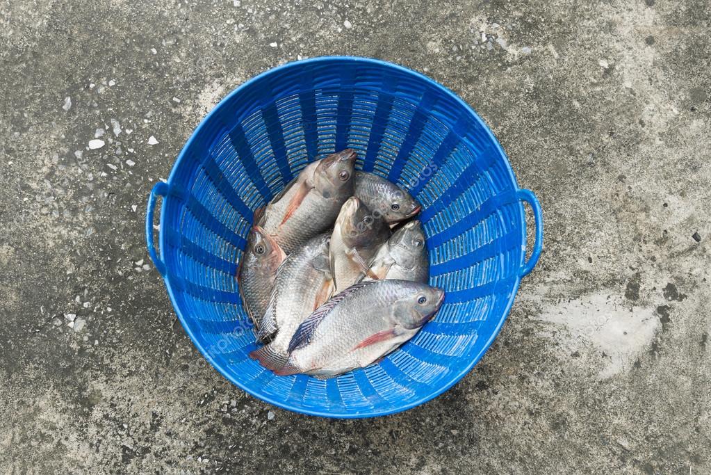 Tilapia And Nile In Blue Plastic Bucket Raw Fresh Stock Photo Tilapia And Nile In Blue Plastic Bucket Raw Fresh Stock Photo