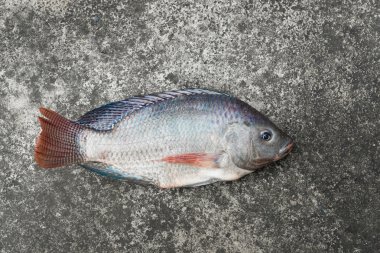 Tilapia ve Nil tilapia beton zemin, ham taze tatlı su