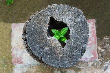 Bir ağaç kütüğü Hollow'da güçlü ağaçlar büyümek.