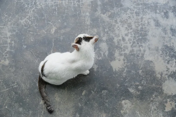 White cat sitting on concrete floor, top view — Stock Photo, Image