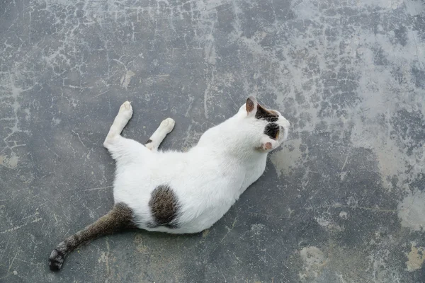 White cat sitting on concrete floor, top view — Stock Photo, Image