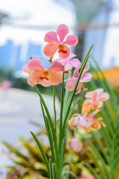 Pink Dendrobium Faisal orchid flower — Stock Photo, Image