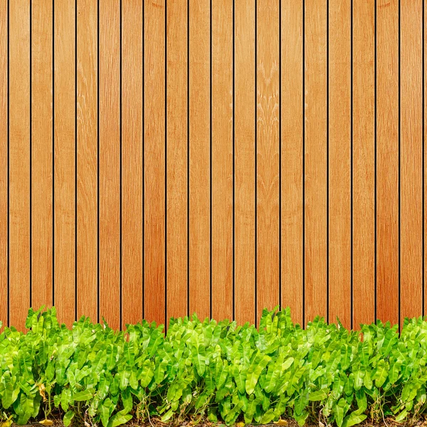 Trä textur bakgrund planka panel timmer och grön växt Calad — Stockfoto