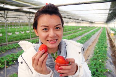 Taze çilek sera, hasat, paltosu Asya güzel turist kadın