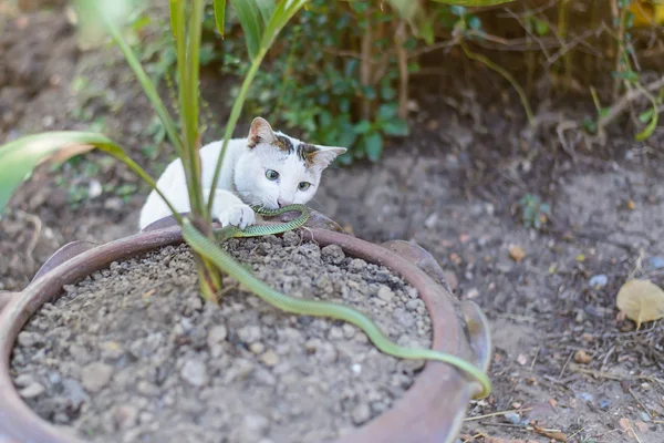 White cat fight green snake in untidy dirty garden, danger — Stock Photo, Image