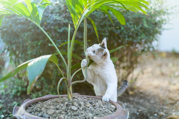 Gato blanco lucha verde serpiente en desordenado sucio jardín, peligro —  Fotos de Stock
