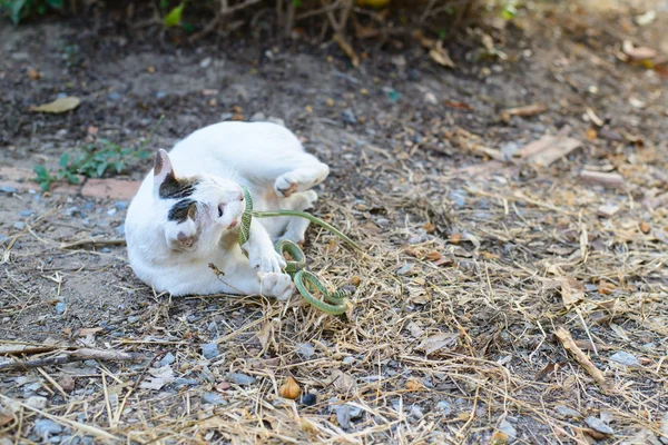 Gato branco luta com cobra verde no jardim sujo desarrumado, perigo — Fotografia de Stock
