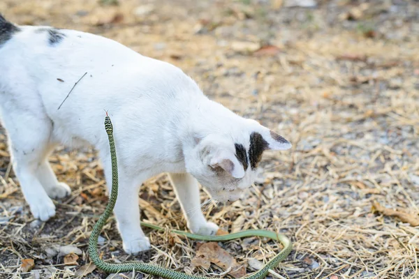 Gato branco luta com cobra verde no jardim sujo desarrumado, perigo — Fotografia de Stock