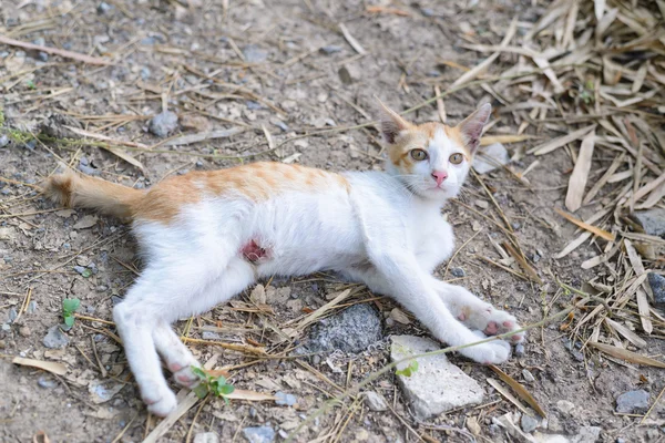 Wounded kitten,injured little cat with lesion at the body stay o — Stock Photo, Image