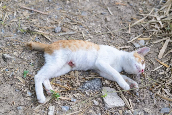 Wounded kitten,injured little cat with lesion at the body stay o — Stock Photo, Image